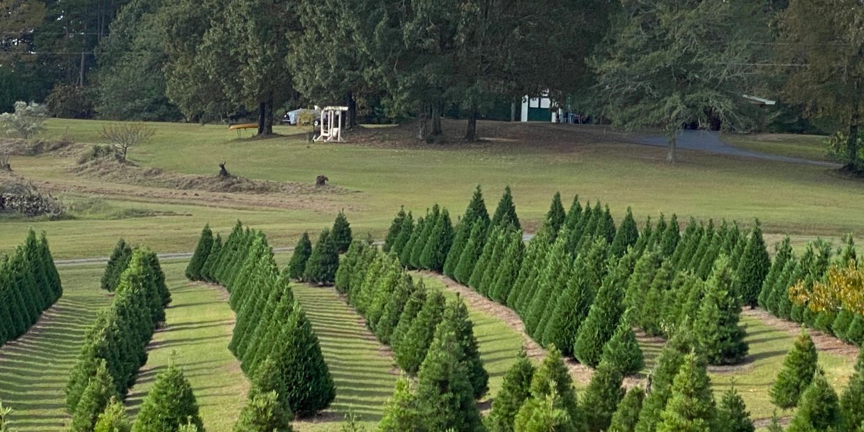 Hollis Christmas Tree Farm